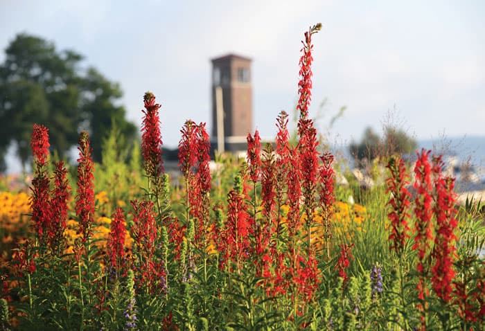 View of red flowers by the lake with Miller Bell Tower in the background