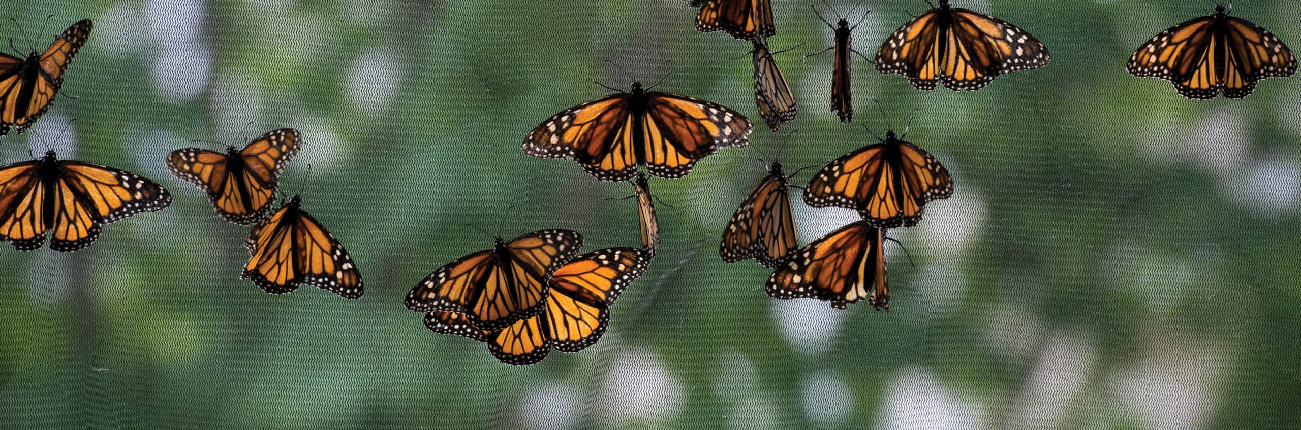 Tons of Monarch butterflies resting on the screen of a tent