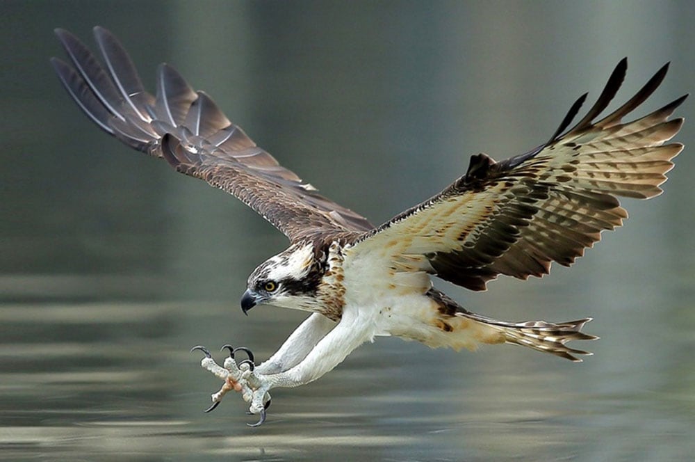 An osprey flying close to water to grab a fish