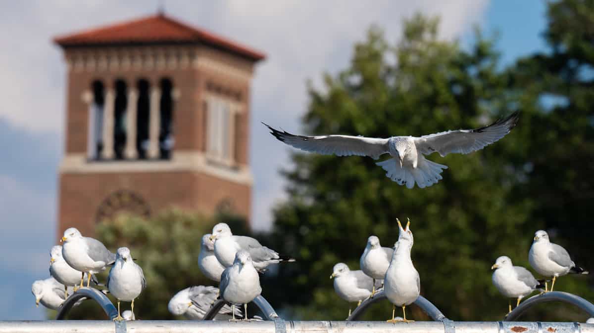 Seagulls near the Miller Bell Tower